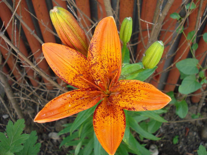 Lilium Orange Pixie, 13jun2009