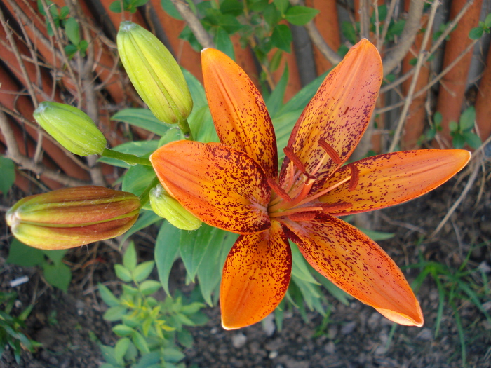 Asiatic lily Orange Pixie, 14jun2009