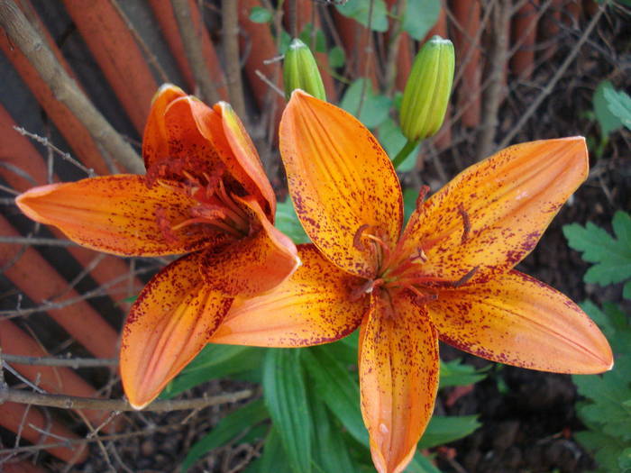 Lilium Orange Pixie, 14jun2009 - Asiatic lily Orange Pixie