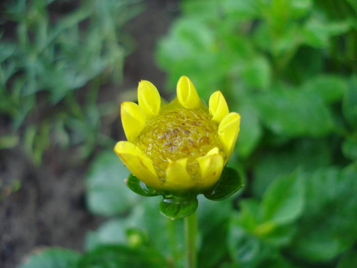 Dahlia Topmix Yellow (2009, June 08)