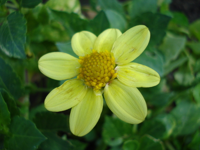 Dahlia Topmix Yellow (2009, August 25)