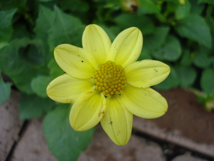 Dahlia Topmix Yellow (2009, October 25)