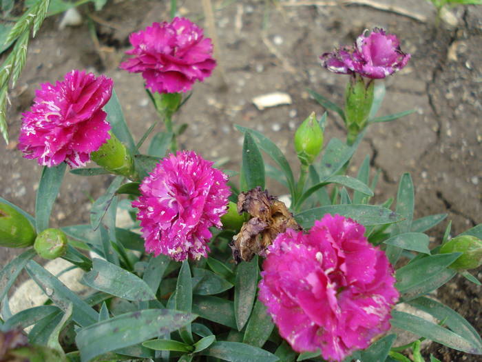 Dianthus x Allwoodii (2009, June 12) - Dianthus x Allwoodii