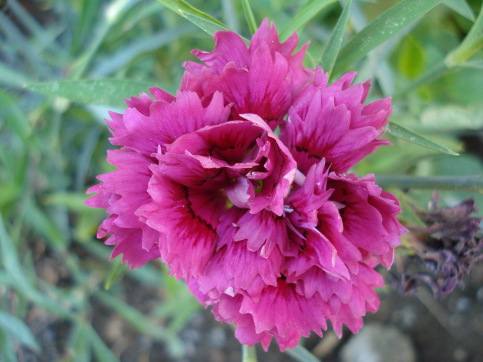 Dianthus Chabaud (2009, August 11) - Dianthus Chabaud