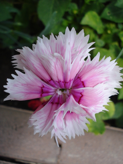 Dianthus Chabaud (2009, August 12) - Dianthus Chabaud
