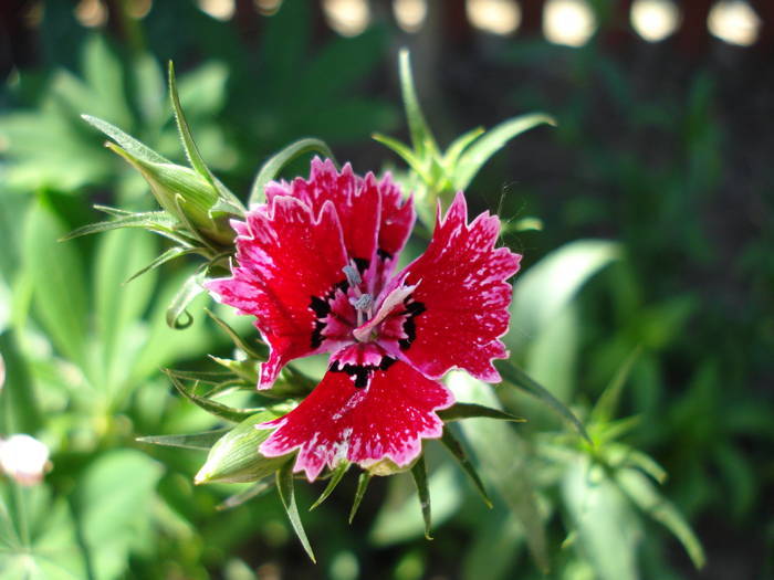 Dianthus chinensis (2009, June 15)