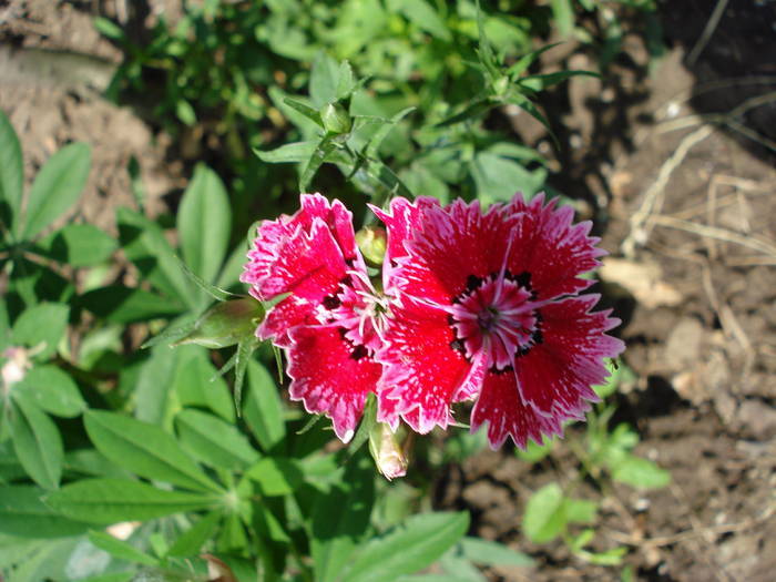 Dianthus chinensis (2009, June 18)