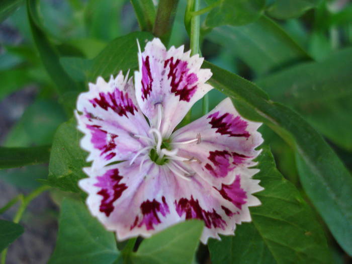 Dianthus chinensis (2009, July 08)