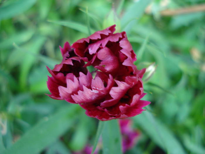 Dianthus chinensis (2009, August 11) - Dianthus Chinensis