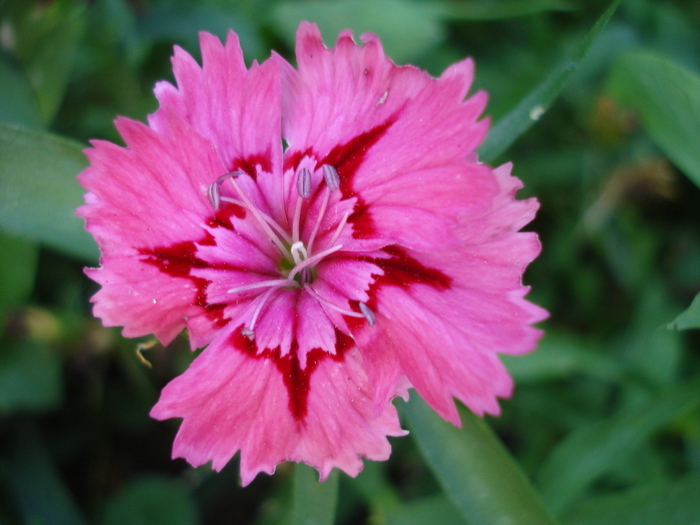 Dianthus chinensis (2009, September 04)