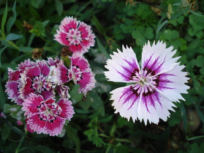 Dianthus chinensis (2009, September 04)