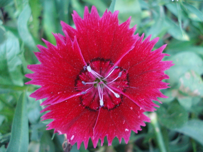 Dianthus chinensis (2009, September 12)