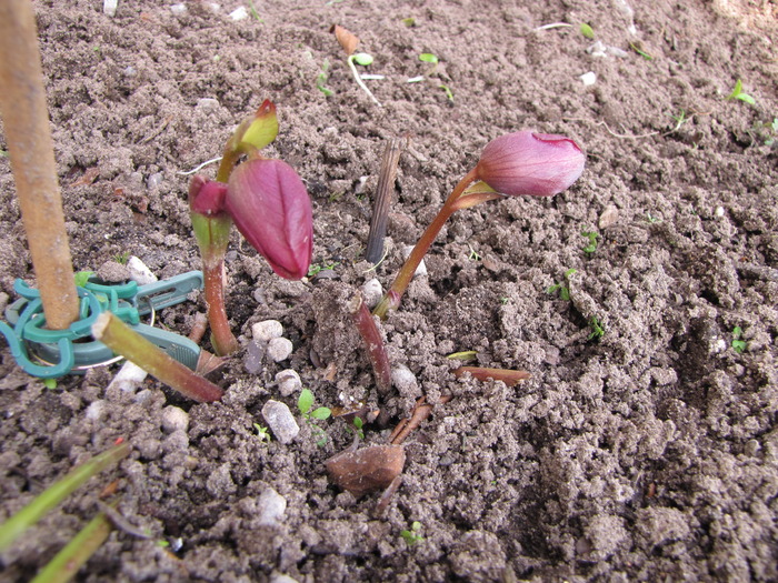 Helleborus Joy Hybrids 17 mart 2010