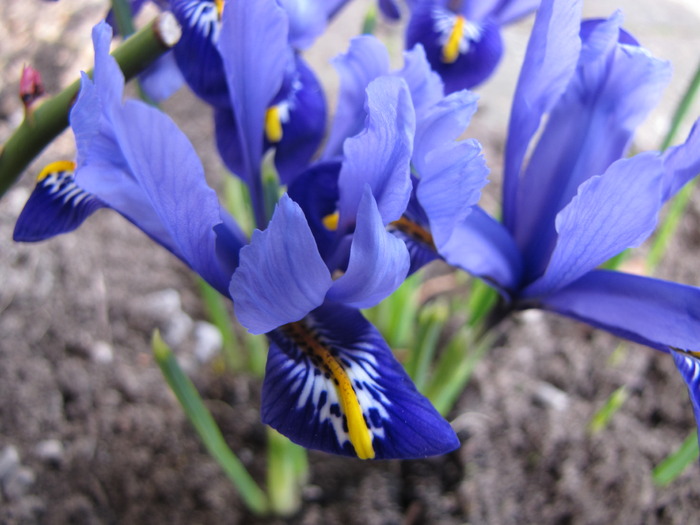 Iris Reticulata 17 mart 2010 (2)