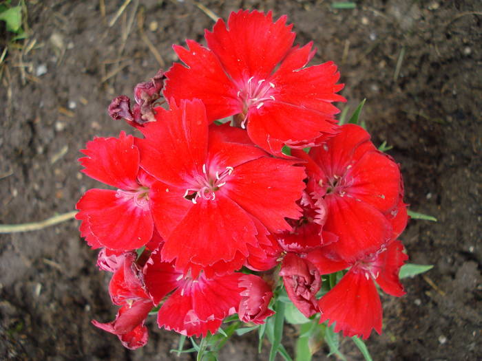 Maiden Pinks (2009, June 12) - Dianthus Deltoides