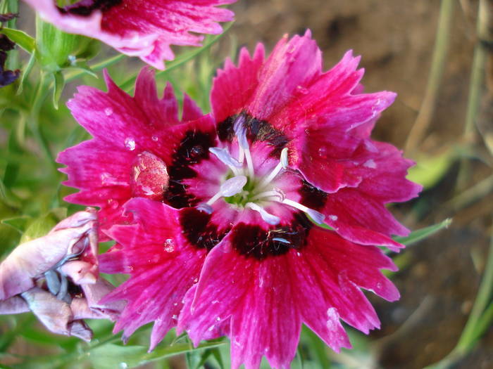 Maiden Pinks (2009, June 13) - Dianthus Deltoides