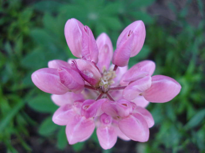 Pink lupinus (2009, June 14) - LUPINUS