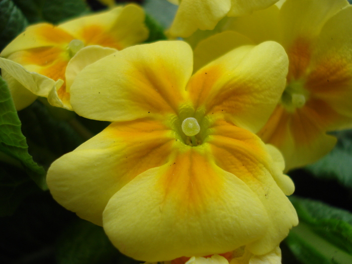 Yellow Primrose (2010, March 08)