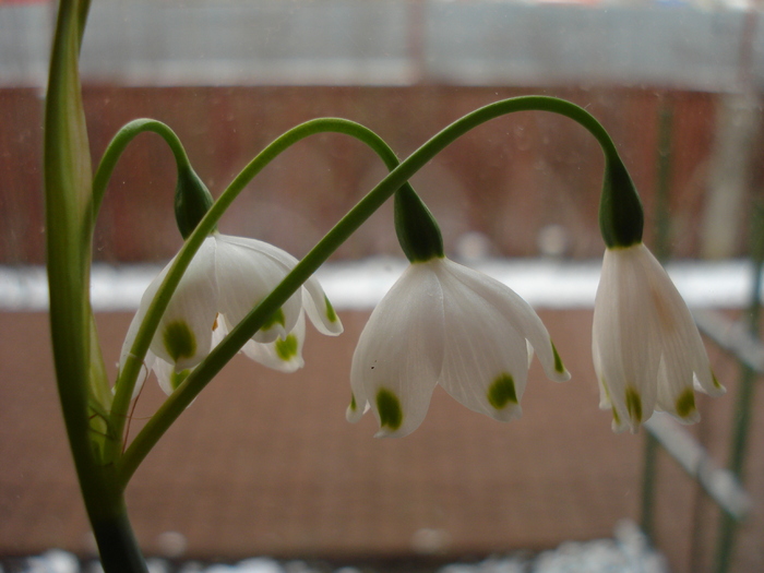 Summer Snowflake (2010, March 17)