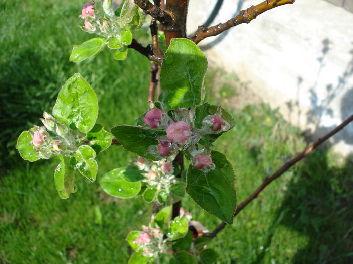 Apple Blossom. Flori mar (2009, April 07) - Apple Tree_Mar Summer Red