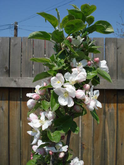 Apple Blossom. Flori mar (2009, April 16)