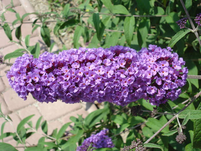 Purple Butterfly Bush (2009, Jun.18)