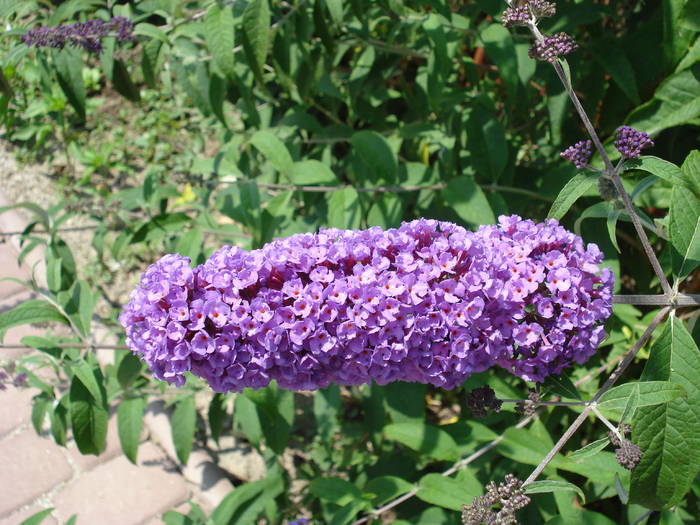 Purple Butterfly Bush (2009, Jun.18)