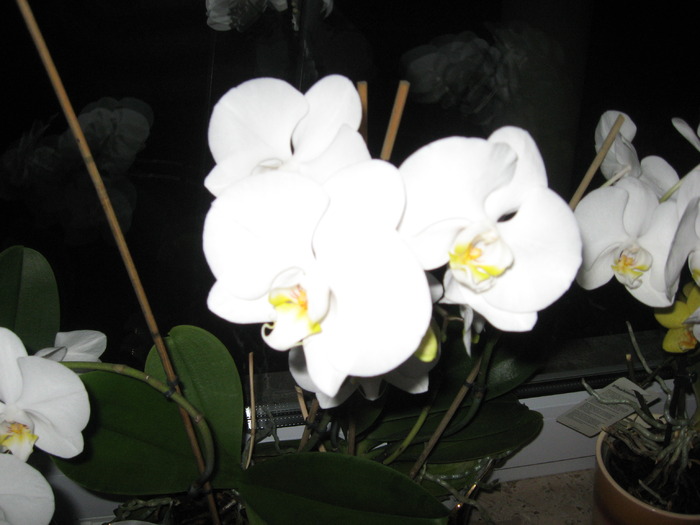 IMG_0320 - orhidee