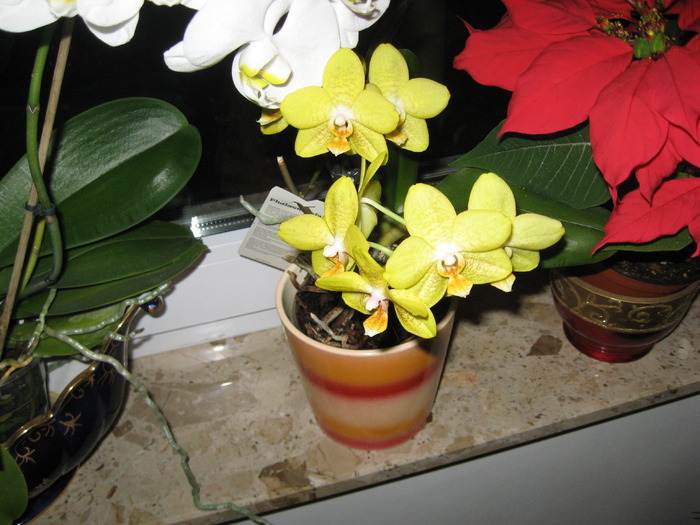 IMG_0316 - orhidee
