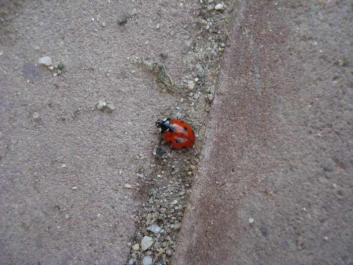 Ladybug_Buburuzica (2009, May 23)