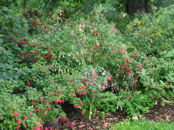 Fuchsia (2009, June 27); Viena.
