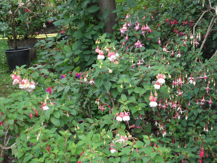 Fuchsia (2009, June 27); Viena.
