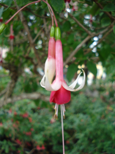 Fuchsia CheckerBoard (2009, June 27); Viena.
