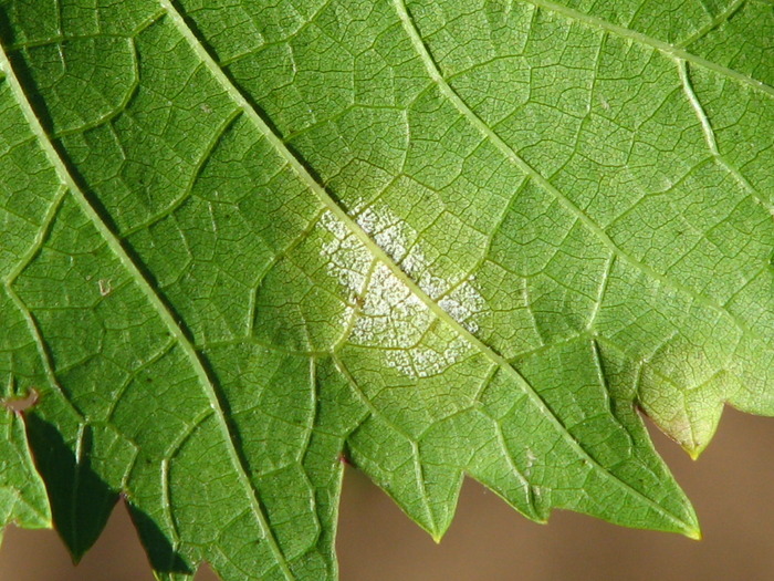 Detaliu parte inferioara-24.07.09; In dreptul petei pe partea inferioara a frunzei se observa un praf albicios.
