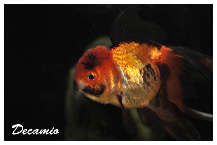 goldfish oranda