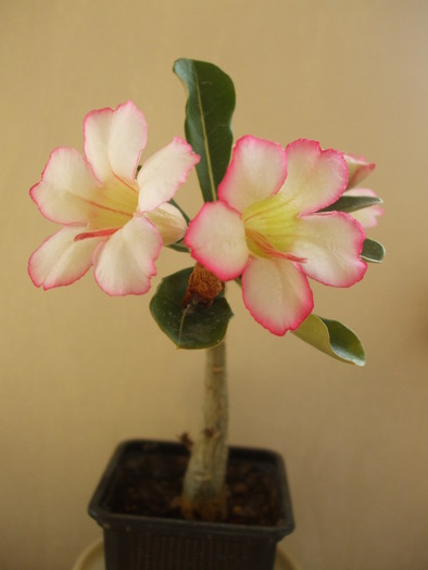 Picture 003 - adenium