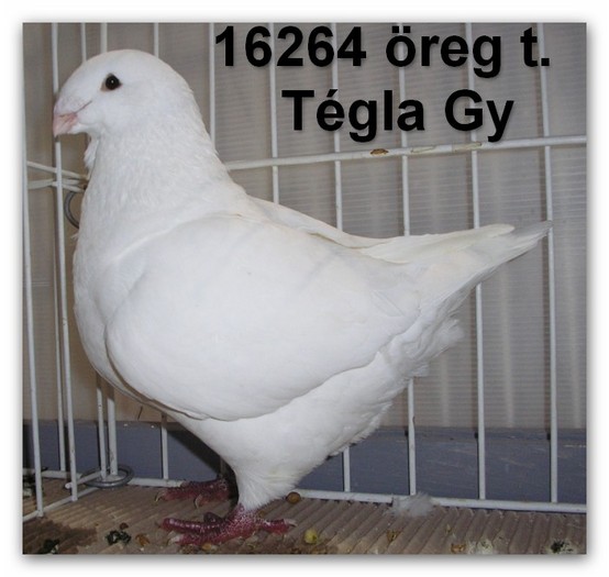 Tegla Gy