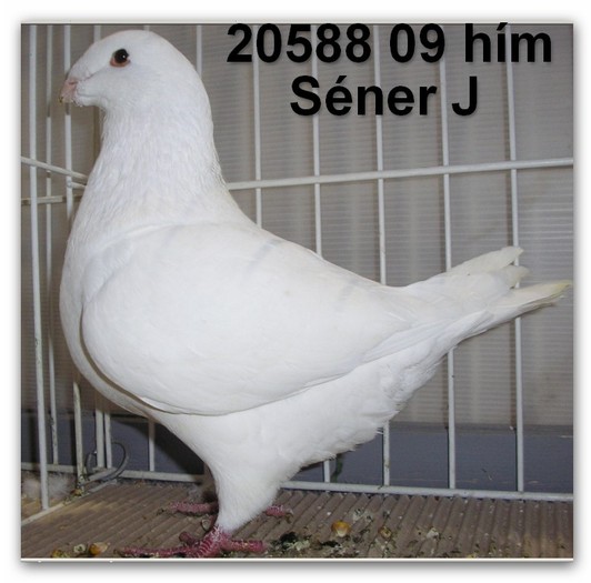 Sener J
