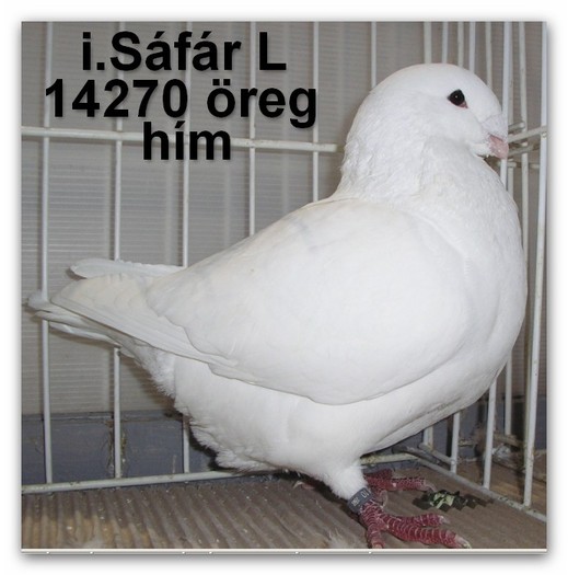 Safar Lajos