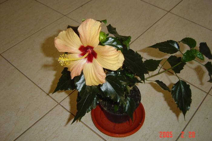 hibiscus; de la sotul meu
