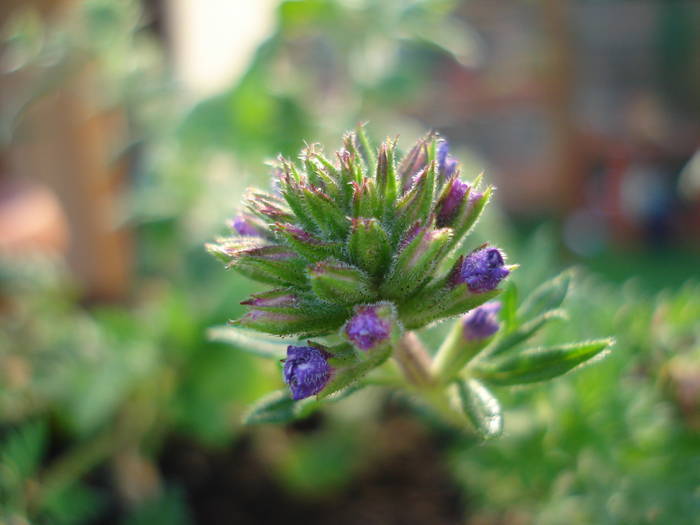 Purple Verbena (2009, June 25); 2009.
