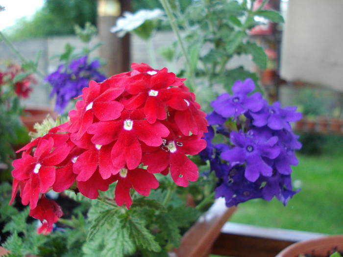 Red & Purple Verbenas (2009, July 10) - VERBENA