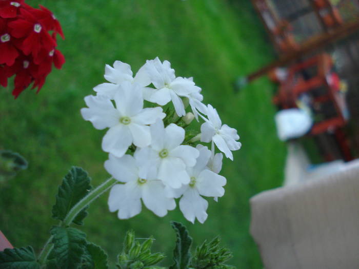 White Verbena (2009, July 10); 2009.
