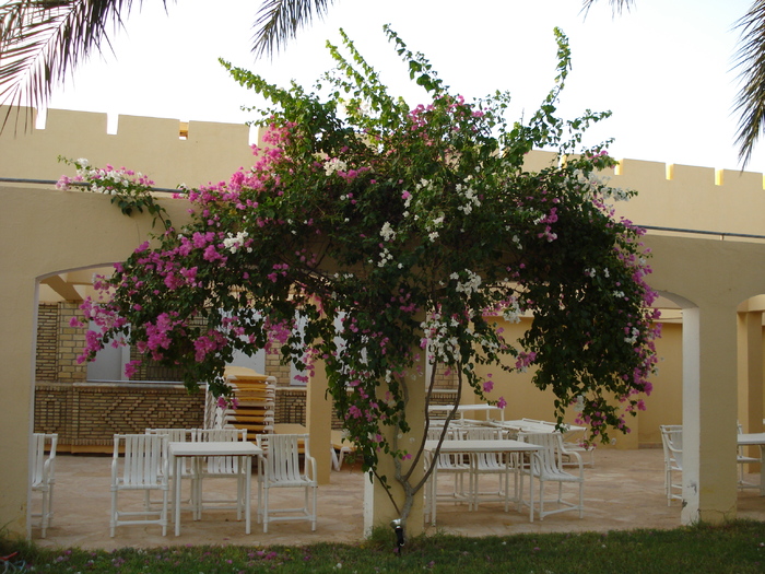 Bougainvillea Tree (2007, August); Tunisia.

