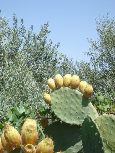 Opuntia ficus-indica (2007, August) - Verde in desert