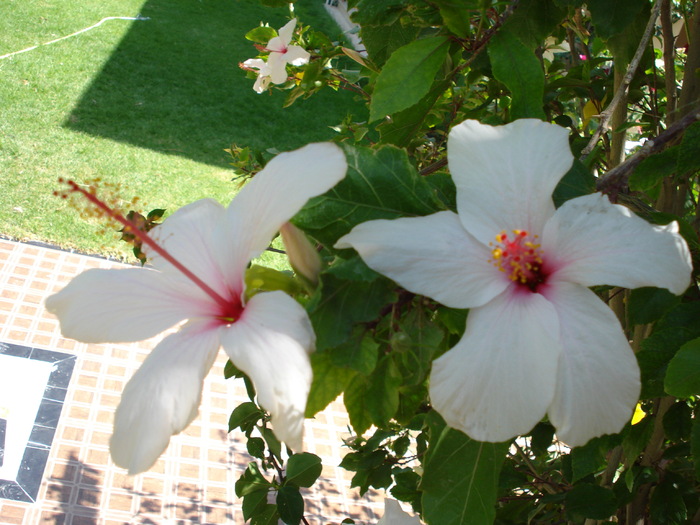 White Hibiscus (2007, August); Tunisia.
