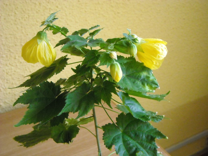 abutilon galben