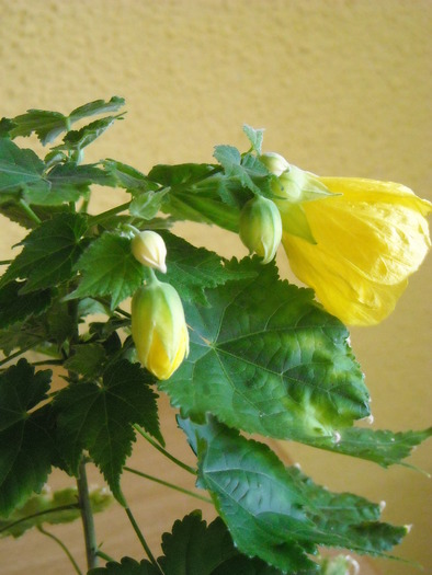 abutilon galben