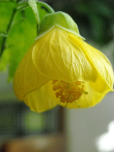 abutilon galben