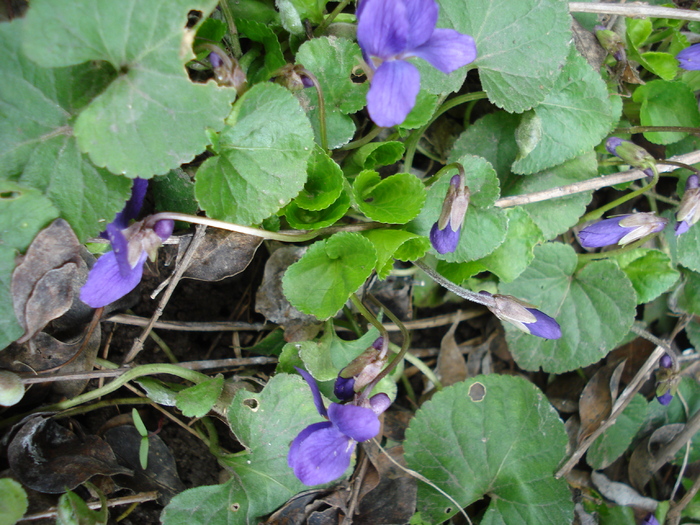 Sweet Violet (2010, March 29)